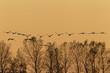 Kraniche bei Sonnenuntergang im Flug