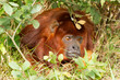 Mantled howler (Alouatta seniculus) resting