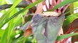 Grenouille
