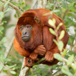 Mantled howler (Alouatta seniculus) resting