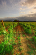Vineyard in france on sunrise