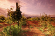 Vineyard in france on sunrise