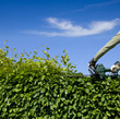 Foto: Hecke Schneiden Hecke Schneiden