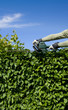 Foto: Hecke Schneiden Hecke Schneiden