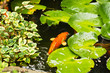 Fish Pond