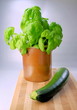 Basilikum und Zucchini