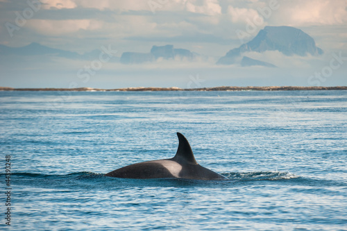 Photo: orca whale orca whale