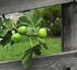 Figues.