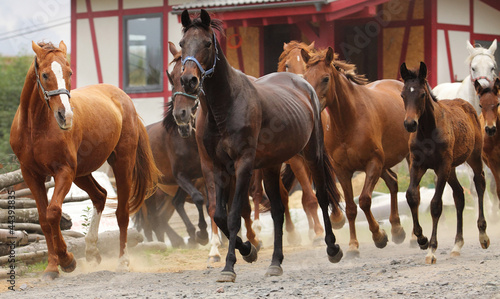 Photo: Herd of horses Herd of horses
