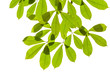 Photo: Isolated green leaf on white background with clipping path Isolated green leaf on white background with clipping path