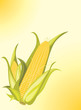 Two corncobs on the yellow background
