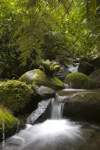 Photo: Rainforest Rainforest
