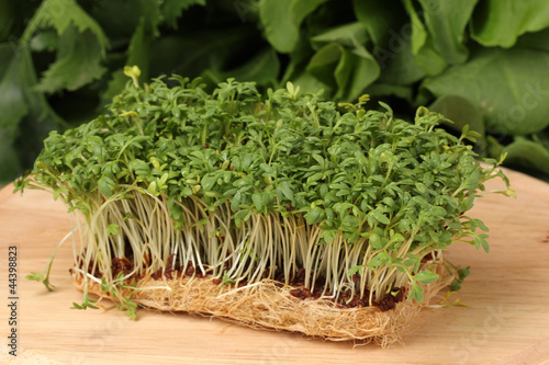Photo: Fresh cress salad on wooden board Fresh cress salad on wooden board