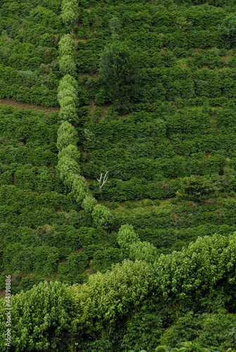 Photo: Organic coffee farm Organic coffee farm
