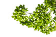 Photo: Isolated green leaf on white background with clipping path Isolated green leaf on white background with clipping path