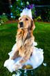 Golden Retriever Dog getting a bath