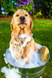 Photo: Golden Retriever Dog getting a bath Golden Retriever Dog getting a bath