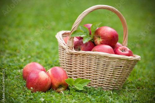 Foto: Fresh ripe apples in basket Fresh ripe apples in basket