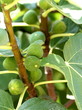 Unripe figs leaves on the branch.