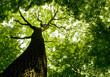 forest trees. nature green wood sunlight backgrounds.