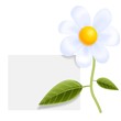 fiore cartello