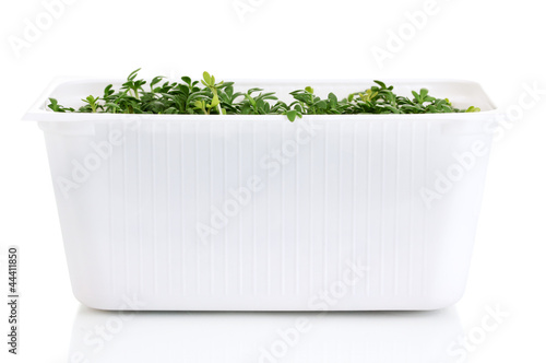 Photo: Fresh garden cress in white plastic box isolated on white Fresh garden cress in white plastic box isolated on white