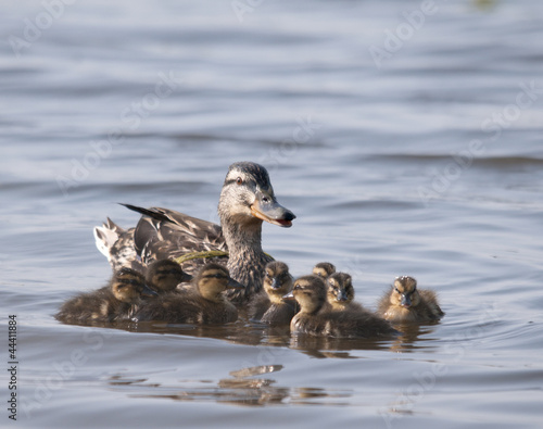 Photo: famille de canards famille de canards