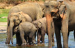 Elephants in the river