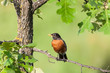 Photo: Robin Perched on a Branch Robin Perched on a Branch