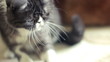 Cat playing