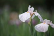 Foto: 1206024816 花菖蒲・さくら 堀切菖蒲園 1206024816 花菖蒲・さくら 堀切菖蒲園