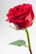 Photo: Beautiful red rose with drops of water on its petals Beautiful red rose with drops of water on its petals