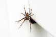 Itsy bitsy spider
