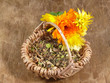 Ringelblumensamen