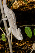 Photo: furcifer oustaleti, tsingy de bemahara furcifer oustaleti, tsingy de bemahara