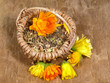 Ringelblumensamen
