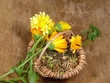 Ringelblumensamen