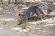 Photo: very angry fossa, kirindy very angry fossa, kirindy