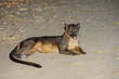 fossa, kirindy