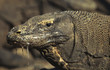 Komodo dragon / Varanus komodoensis