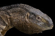 Rock monitor / Varanus albigularis