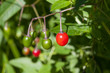 Wolfberry