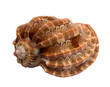 sea shell isolated on white