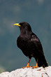 Blackbird in profile on the rock