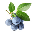 Photo: Blueberry twig Blueberry twig