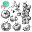 Vector: Tomatoes Tomatoes