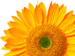 sunflower isolated on white background
