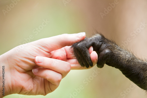Photo: Human girl and monkey holding hands representing cooperation Human girl and monkey holding hands representing cooperation