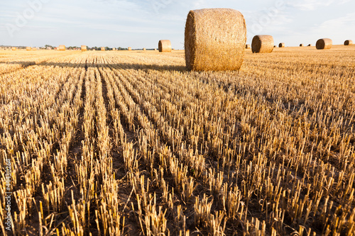 Photo: straw rolls on stubble field straw rolls on stubble field