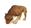 Saber Tooth Tiger